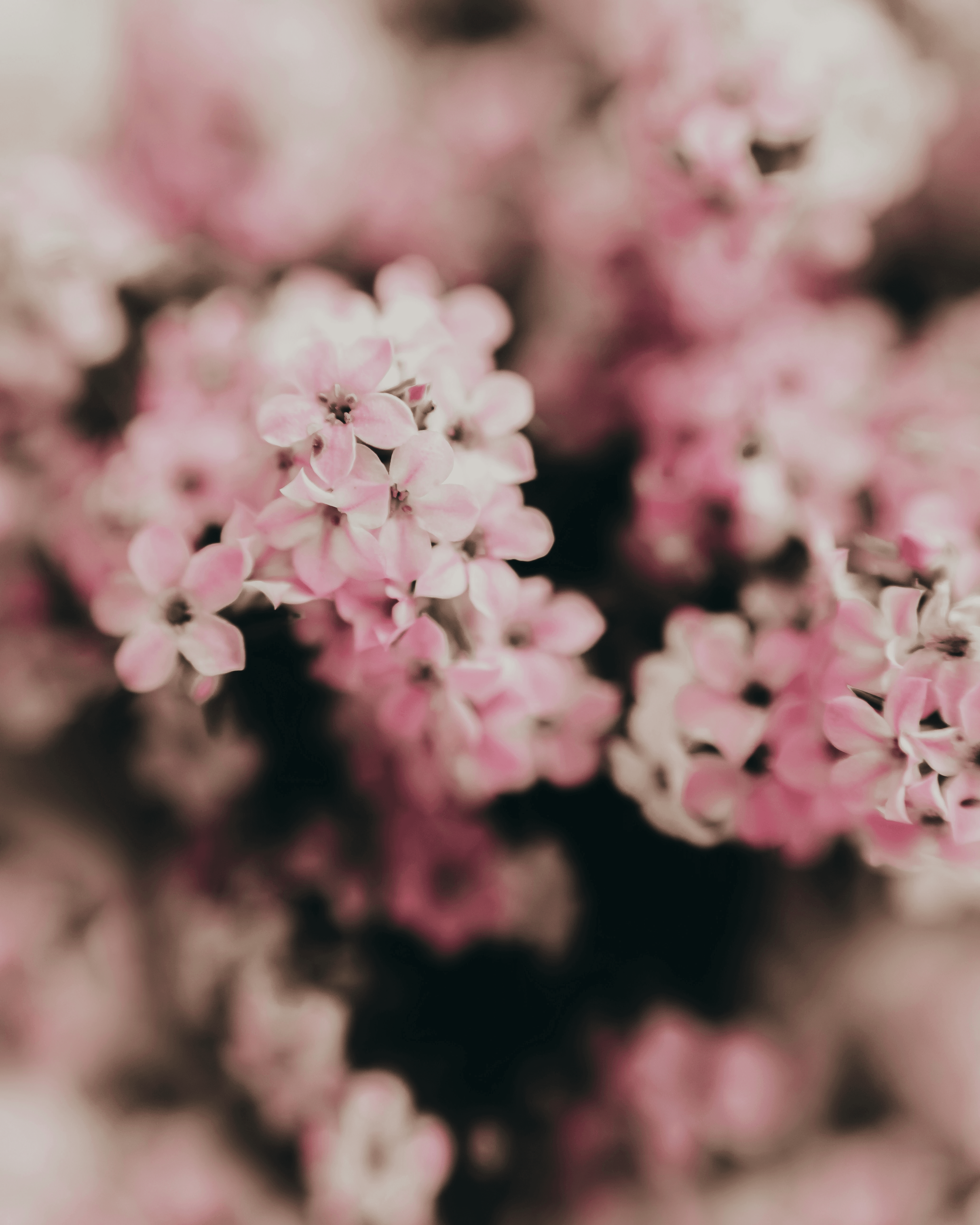 Pink flowers